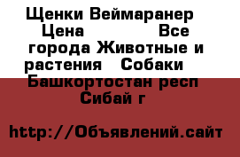 Щенки Веймаранер › Цена ­ 40 000 - Все города Животные и растения » Собаки   . Башкортостан респ.,Сибай г.
